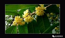 开在心中的花_800字