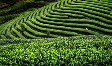 让世界看见绿色_900字