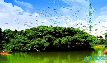 鸟的天堂导游词_1000字