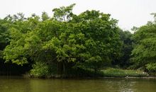 美丽的鸟的天堂_400字