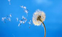 蒲公英的梦_1000字