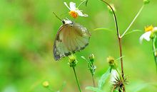 和谐的动物家庭_700字