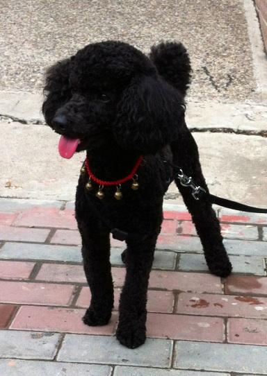 我的puppy_250字