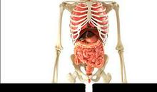 最常抱怨人类的两大人体器官_350字