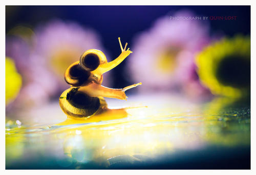 Snail_150字的秘密