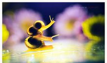 蜗牛的秘密_150字