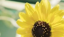 春天的味道_650字