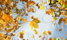 描写秋天的词语：秋天、秋景、秋情