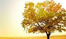 描写“秋季田野”的精彩词句