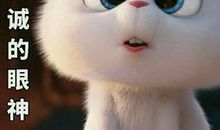 我的宠物小兔_900字