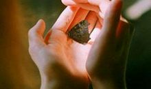 宽容也是一种美_900字