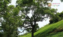 高一叙事散文：在你身上写字_800字