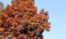 高一叙事散文：家乡的味道_500字