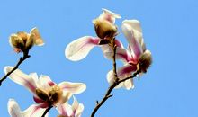 愿时光不老，春风常在_1000字