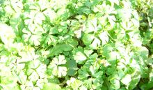 一条洒满阳光的路_900字