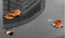 也许落叶该落了_650字