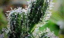 春天的发现_400字