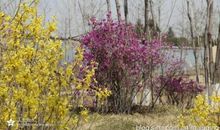 [清明节] 暮春时节花飘零_900字