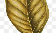 飘落的黄叶_400字