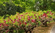 [清明节] 又是一年花开花落_1200字