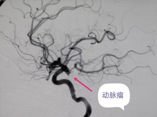[清明节]落花飘扬的柳絮清明节_1000字