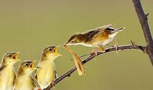 鸟妈妈给小鸟上课_700字