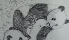 【状物作文】憨憨熊猫乐　深深两岸情_800字