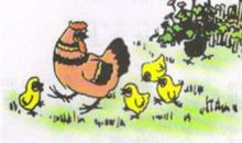 一年级看图写话：贪吃的小鸡（二）_250字