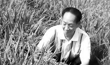 《杂交水稻之父袁隆平》读后感_500字