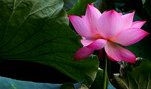 茅盾青少年文学院海选优秀作品：锦瑟年华，花语琳琅