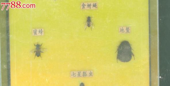 单元组成：蜜蜂到ant_300个单词的字母