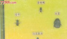 单元作文：蜜蜂给蚂蚁的一封信_300字