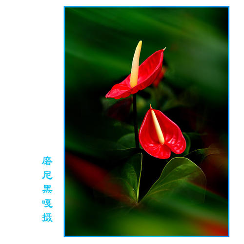 茅盾青年文理学院优秀作品：红掌