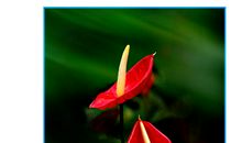 茅盾青少年文学院海选优秀作品：红掌