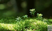 [春天来了]春天来了，花园热闹开了_700字