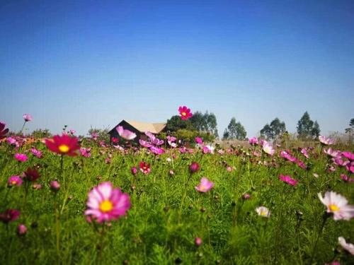 [春天在这里]有趣的春天_600字