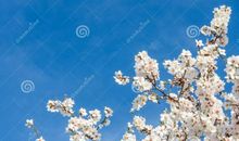 [春天来了]春天来了，孝德湖就绽放异彩_400字