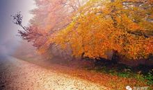 [PK赛]关于秋天的作文：秋天的落叶_250字