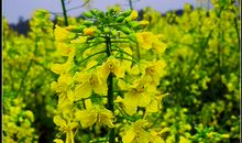 [春天来了]春天来了，大地春意盎然_550字