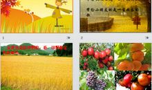 [秋天的童话]秋天的雨_400字