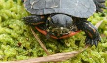 我养的小乌龟_400字