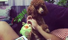 我所期待的附中生活_900字