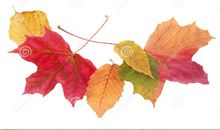 秋天最美的叶子_1000字