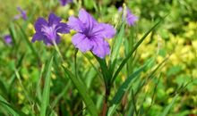 记忆之花永不谢_1000字