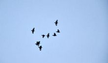 在幸福的天空飞翔_800字