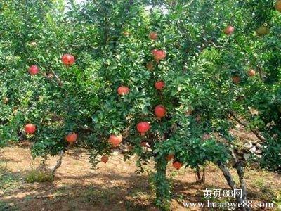 石榴树_150个单词