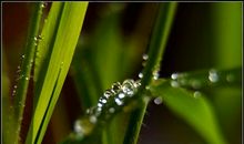 阳光，雨露_900字