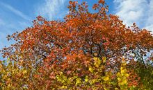 初中生秋游作文：“赏红叶”秋游_450字