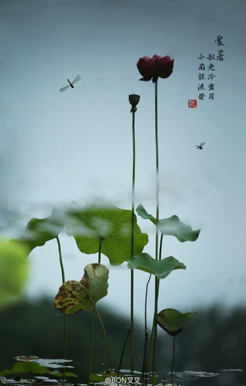 关于初熟的成分：风停风，处处变凉_1200字