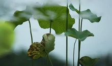 关于处暑的作文：暑止风凉到处暑_1200字